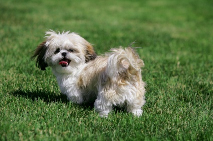 Shih+tzu+dogs+for+sale+in+kent